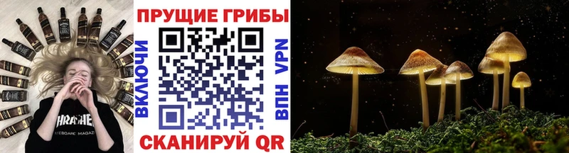 Псилоцибиновые грибы мицелий  Ковров 